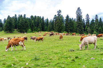 Fototapeta na wymiar Summer Landscape in Artvin Province with Cows Grazing on Fresh Green Mountain.