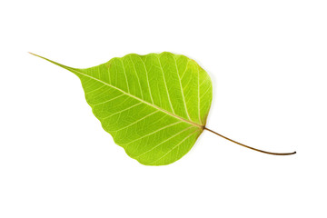 Bodhi tree leaf