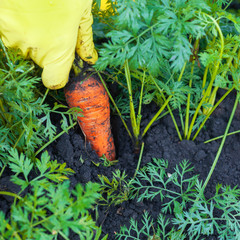 Farmer picking organic carrot