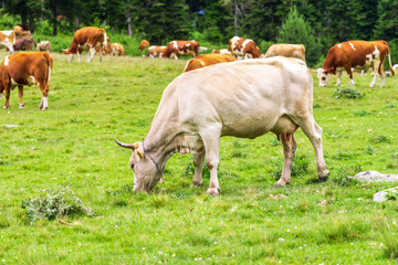 Naklejka na ściany i meble Summer Landscape in Artvin Province with Cows Grazing on Fresh Green Mountain.