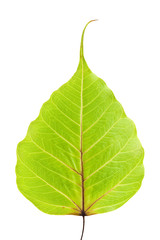 Obraz premium Bodhi tree leaf