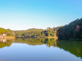 Obraz premium Colorful Nature Forest on Vacation in Thailand