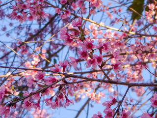 Blur Cherry Blossom Background