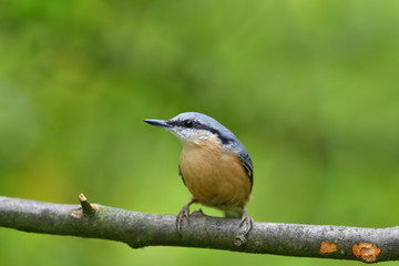 Obraz premium Eurasian nuthatch sitting on a branch in the forest