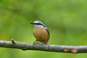 Eurasian  nuthatch sitting on a branch in the forest