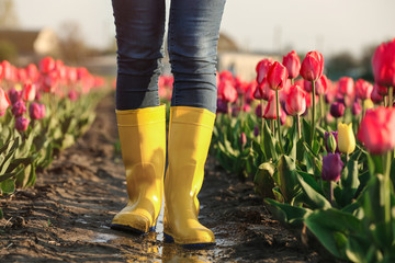 Woman in rubber boots walking across field with beautiful tulips after rain, closeup