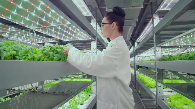 Scientists men and women work moving through the corridors of a modern metal farm for growing vegetables and herbs examining the shelves with green plants and entering data into the computer.