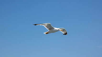 seagull