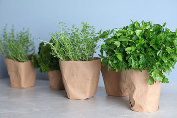 Seedlings of different aromatic herbs in paper wrapped pots on light grey marble table
