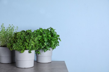 Seedlings of different aromatic herbs on grey marble table near blue wall. Space for text