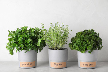 Seedlings of different aromatic herbs in pots with name labels on grey marble table near white wall