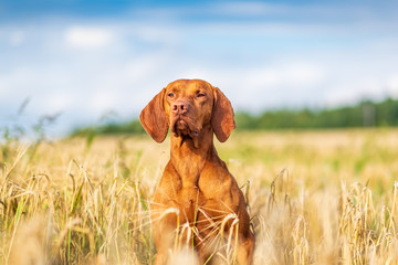 Portrait of a thoroughbred hunting dog close-up on the field against the sky.