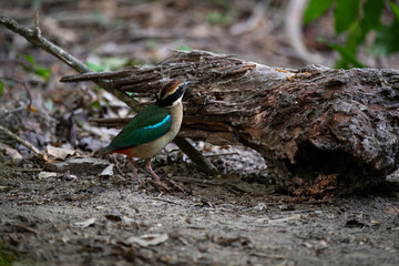 Fairy pitta