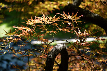 Backgrounds: lighted maple leaves