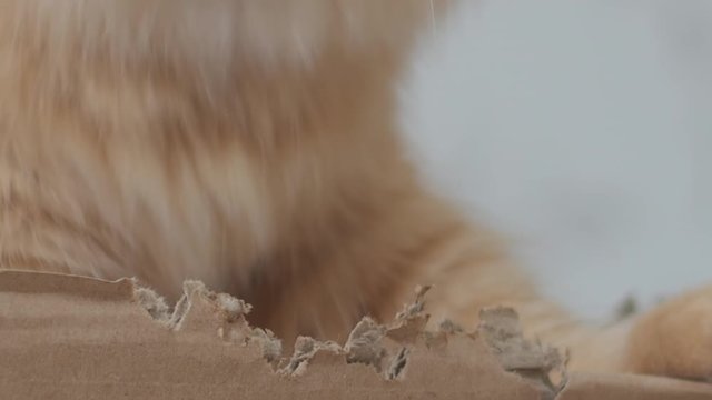 Cute ginger cat sits in a cardboard box and chews its sides.