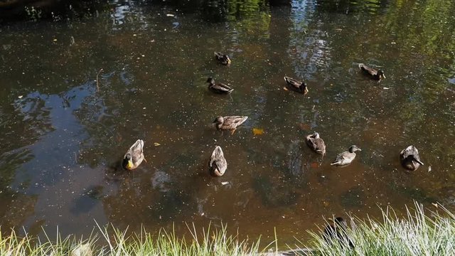 les canards dans le bassin