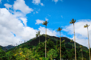 Obraz premium valle del cocora