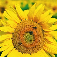 Beautiful yellow flowers - sunflower with bee. Traditional colorful summer background. (Helianthus)