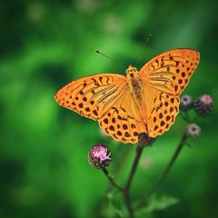 Beautiful orange butterfly on thistle. Natural colorful background. Argynnis paphia (Argynnis paphia)