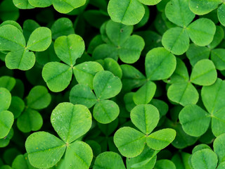 Four leaf clover in green grass