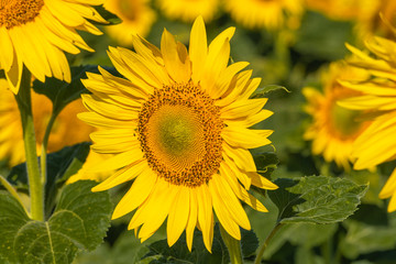 Fototapeta premium Detail of sunflower in bloom on the field