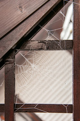 Spider web covered with rime