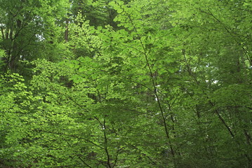 Fototapeta premium green beech forest branches and leaves