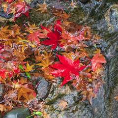 autumn leaves in water flowing over rocks