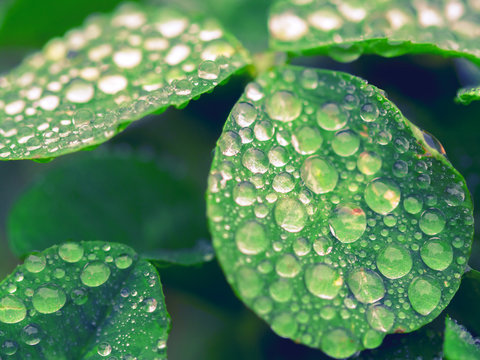 Four Leaf Clover With Pearls Of Dew Drops