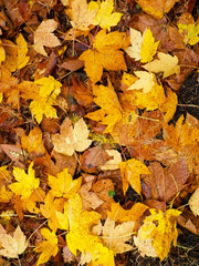 Yellow autumnal leaves as nature background.