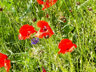 Meadow with poppy flowers as nature background.