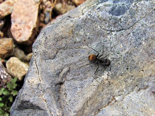 ant on a rock 