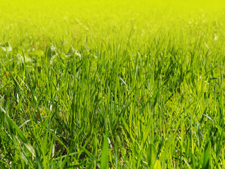 A young green grass on a in the park