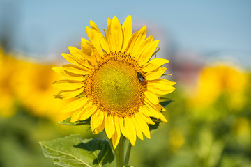 Detail of sunflower in bloom on the field