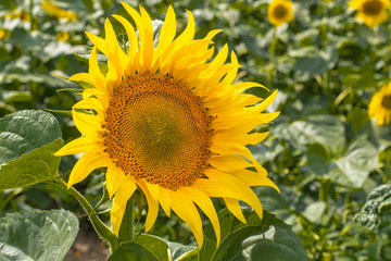 Detail of sunflower in bloom on the field