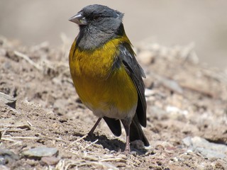 bird