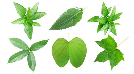 Real set of tropical leaves with white Background2