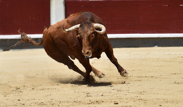 toro espa&ntilde;ol