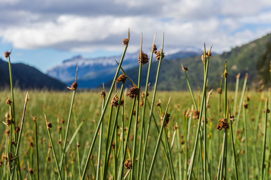 Close-up view of green juncus against blue sky in Los Alerces National Park, Patagonia, Argentina