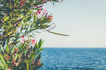 Sea panorama and flower called 