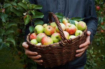 Basket of fresh ripe red apples in man hands in the garden