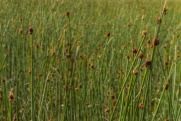 Close-up view of green juncus in Los Alerces National Park, Patagonia, Argentina