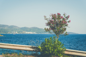 Sea panorama and flower called 