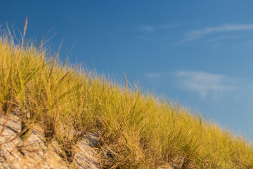 Fototapeta premium Dünengras 2