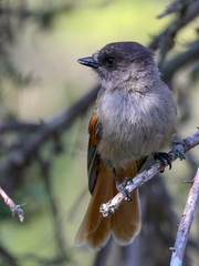 Siberian jay in the tree