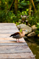 Duck stands on the wooden pier