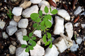 A young moringa oleifera or drumstick tree growing in ground encircled by stones shown from above. Known as a superfood and used as alternative medicine.