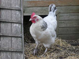 Great white hen Sussex in front of her henhouse