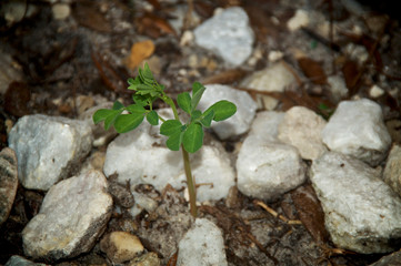 A young moringa oleifera or drumstick tree growing in ground surrounded by rocks. Known as a superfood and used as alternative medicine.