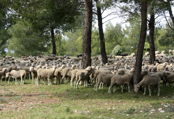 troupeau de moutons